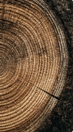 Concentric growth rings in a tree trunk